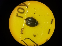 Scirtes hemisphaericus