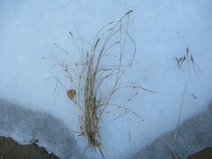 Blysmus sinocompressus