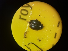 Scirtes hemisphaericus