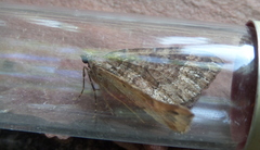 Larentia malvata