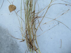 Blysmus sinocompressus