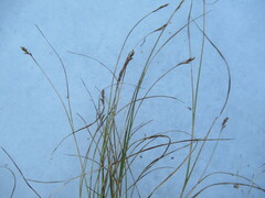 Blysmus sinocompressus