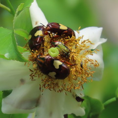 Pedinorrhina trivittata