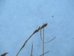 Blysmus sinocompressus