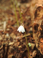 Acis autumnalis