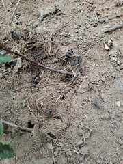Polyrhachis schistacea