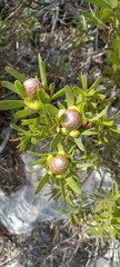 Leucadendron meridianum
