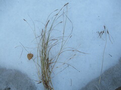 Blysmus sinocompressus