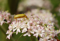 Cteniopus sulphureus