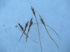 Blysmus sinocompressus