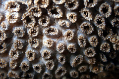 Plesiastrea versipora