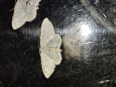 Idaea minuscularia