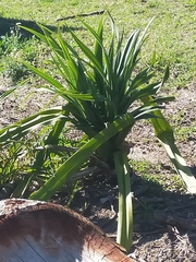 Crinum pedunculatum