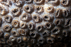 Plesiastrea versipora