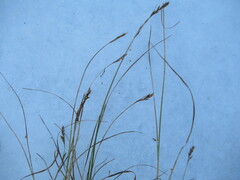 Blysmus sinocompressus