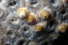 Plesiastrea versipora