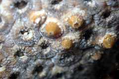 Plesiastrea versipora