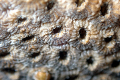 Plesiastrea versipora