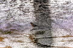 Fringilla coelebs gengleri