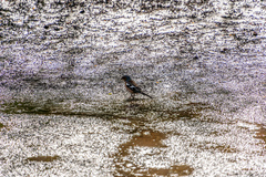 Fringilla coelebs gengleri