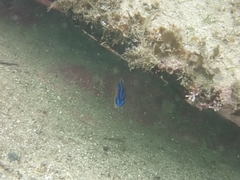 Mecaenichthys immaculatus