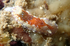 Chromodoris alternata