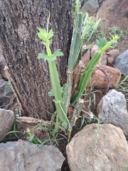 Cissus quadrangularis