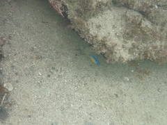 Mecaenichthys immaculatus