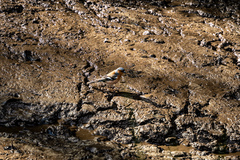 Fringilla coelebs gengleri