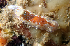 Chromodoris alternata