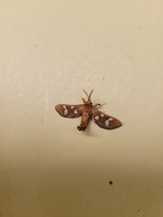 Anapisa metarctiodes