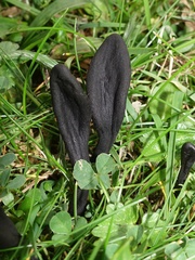 Geoglossum umbratile