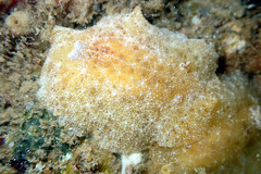 Sclerodoris