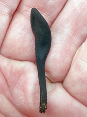 Geoglossum umbratile