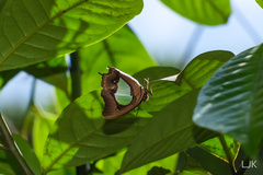 Polyura hebe