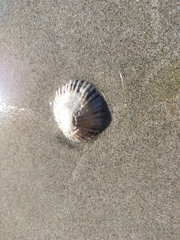 Cellana tramoserica
