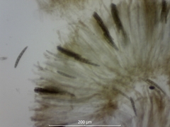 Geoglossum umbratile