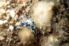 Hypselodoris saintvincentius