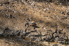 Fringilla coelebs gengleri