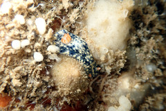 Hypselodoris saintvincentius