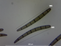 Geoglossum umbratile