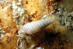 Cacozeliana granarium