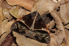Serrodes
