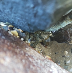 Leptograpsus variegatus