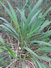 Setaria megaphylla