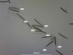 Geoglossum umbratile