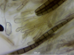 Geoglossum umbratile