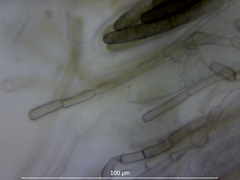 Geoglossum umbratile