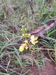Eulophia speciosa