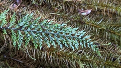 Oreogrammitis tenuisecta